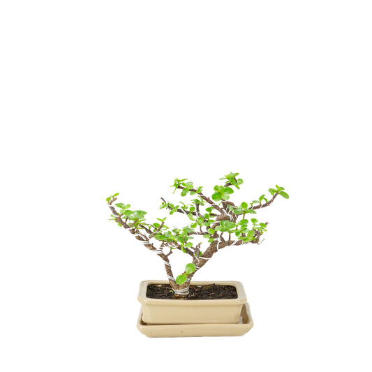 Bonsaï Portulacaria afra (Spekboom) en pot rectangulaire crème, hauteur ~22cm
