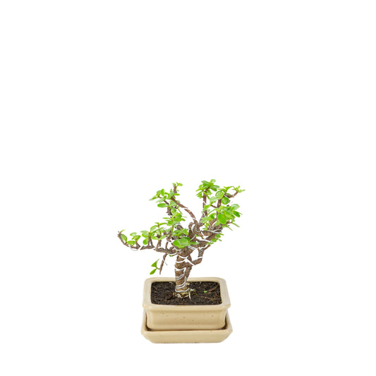 Bonsaï Portulacaria afra (Spekboom) en pot rectangulaire crème, hauteur ~22cm