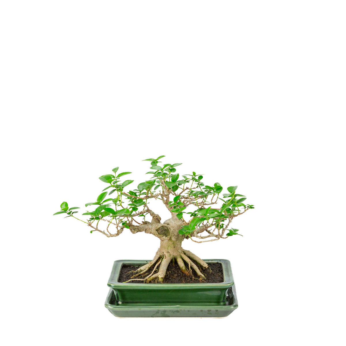 Premna microphylla (musk maple) groene rechthoekige pot, hoogte ~24cm