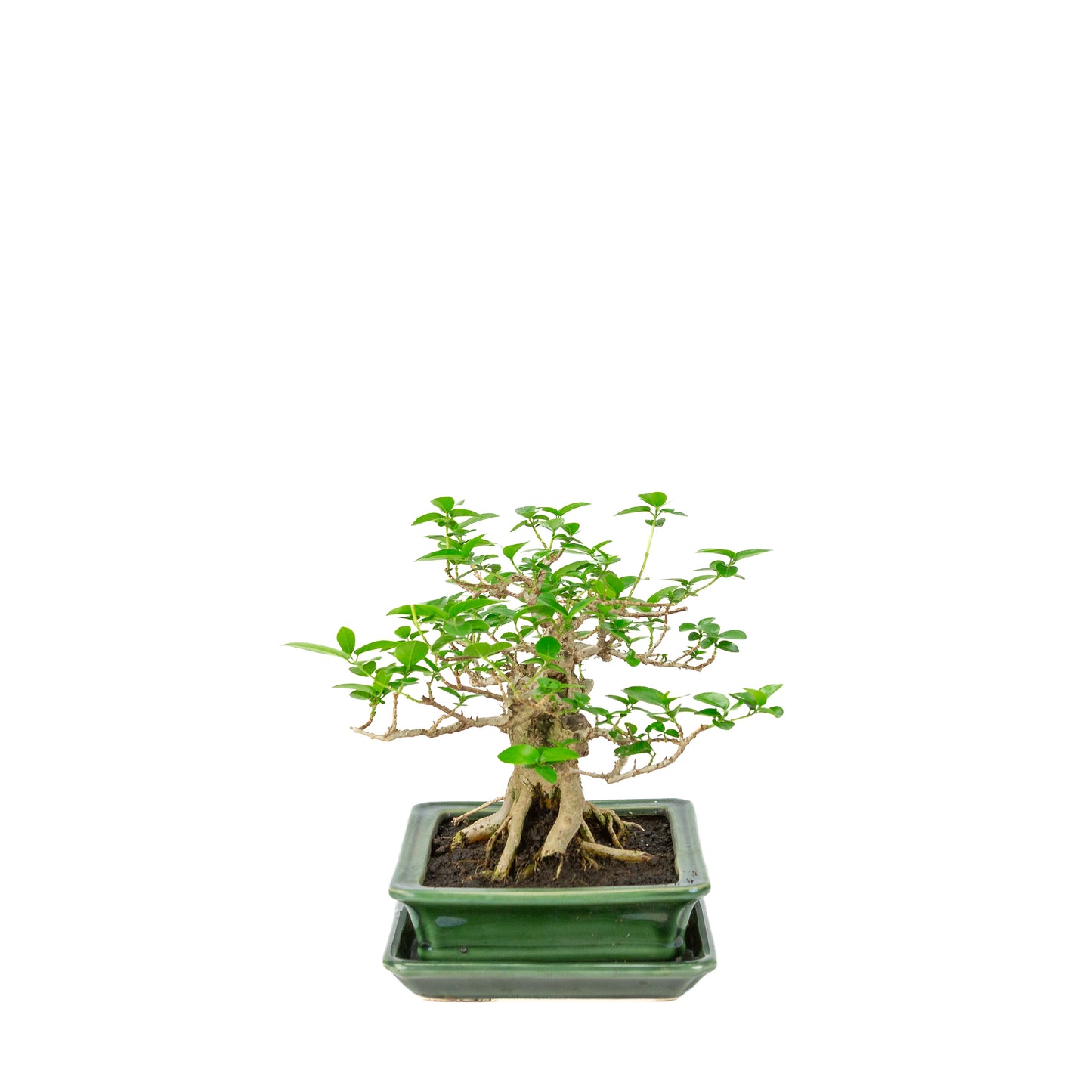 Premna microphylla (musk maple) groene rechthoekige pot, hoogte ~24cm
