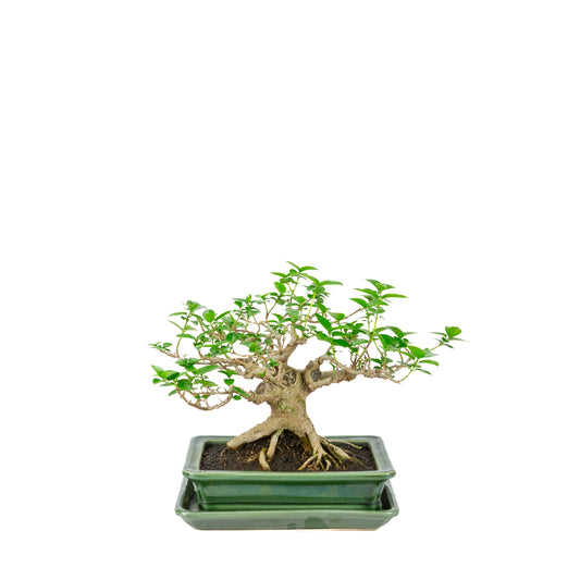 Prêna microphylla (érable musqué) pot rectangulaire vert, hauteur ~24cm