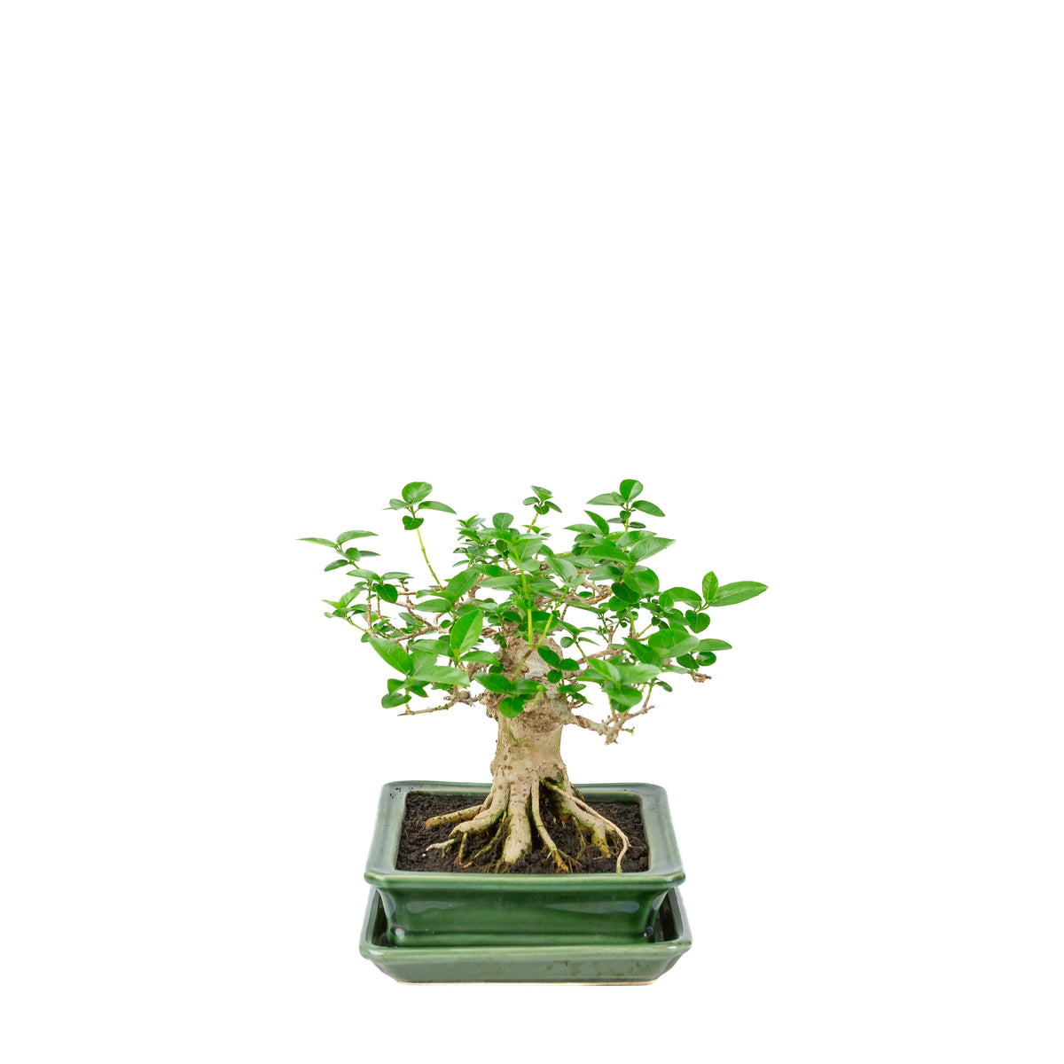 Premna microphylla (musk maple) groene rechthoekige pot, hoogte ~24cm