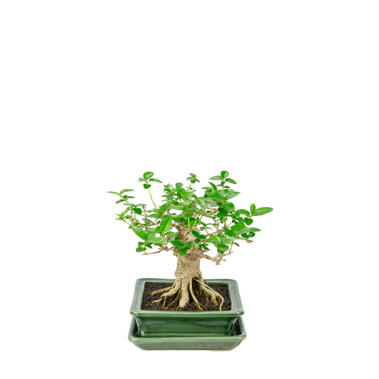 Prêna microphylla (érable musqué) pot rectangulaire vert, hauteur ~24cm