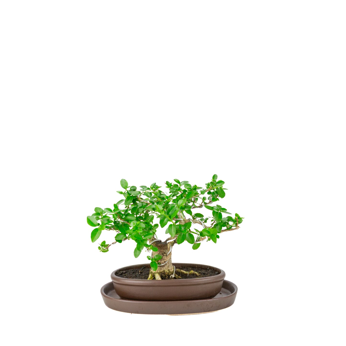 Premna microphylla (musk maple) bruine ovale pot, hoogte ~20cm
