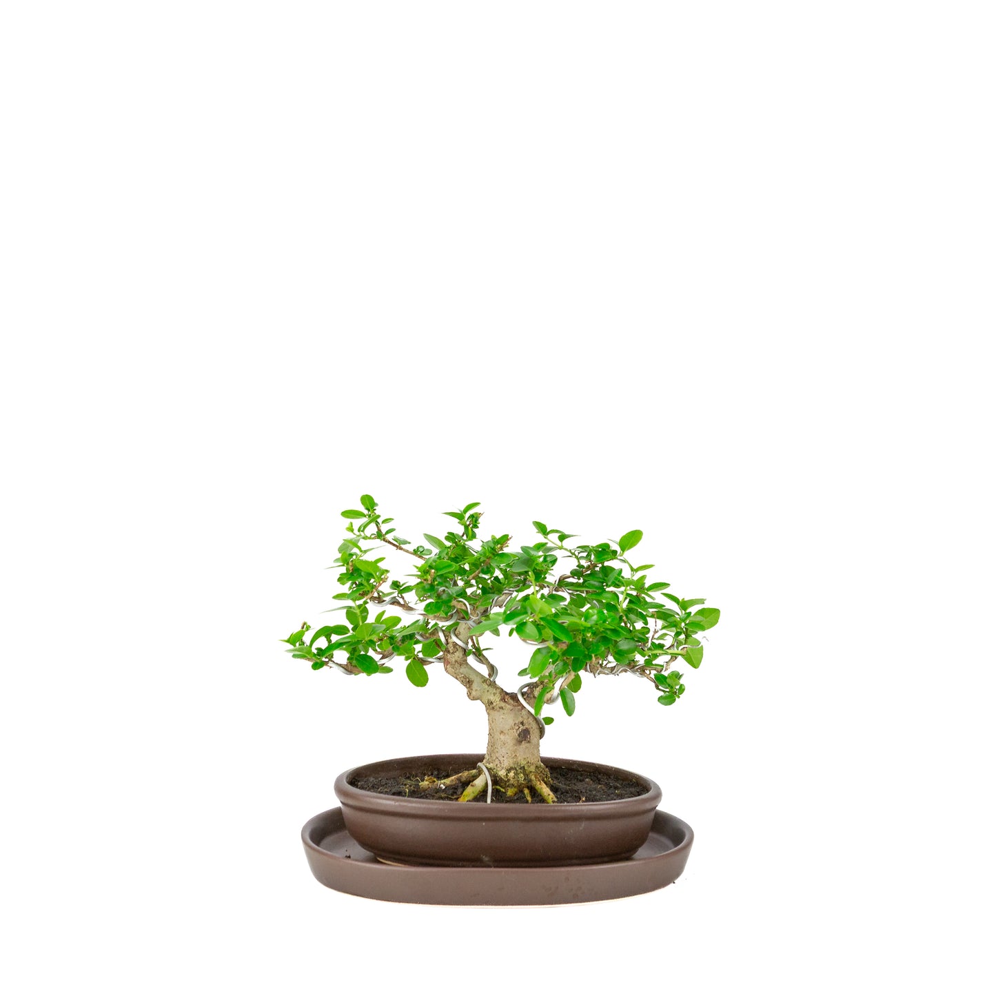 Premna microphylla (musk maple) bruine ovale pot, hoogte ~20cm