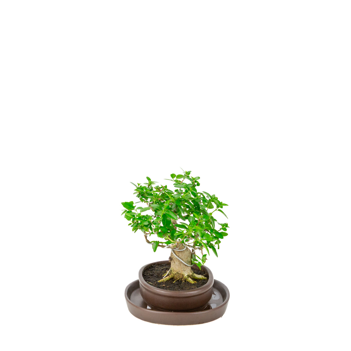 Premna microphylla (musk maple) bruine ovale pot, hoogte ~20cm