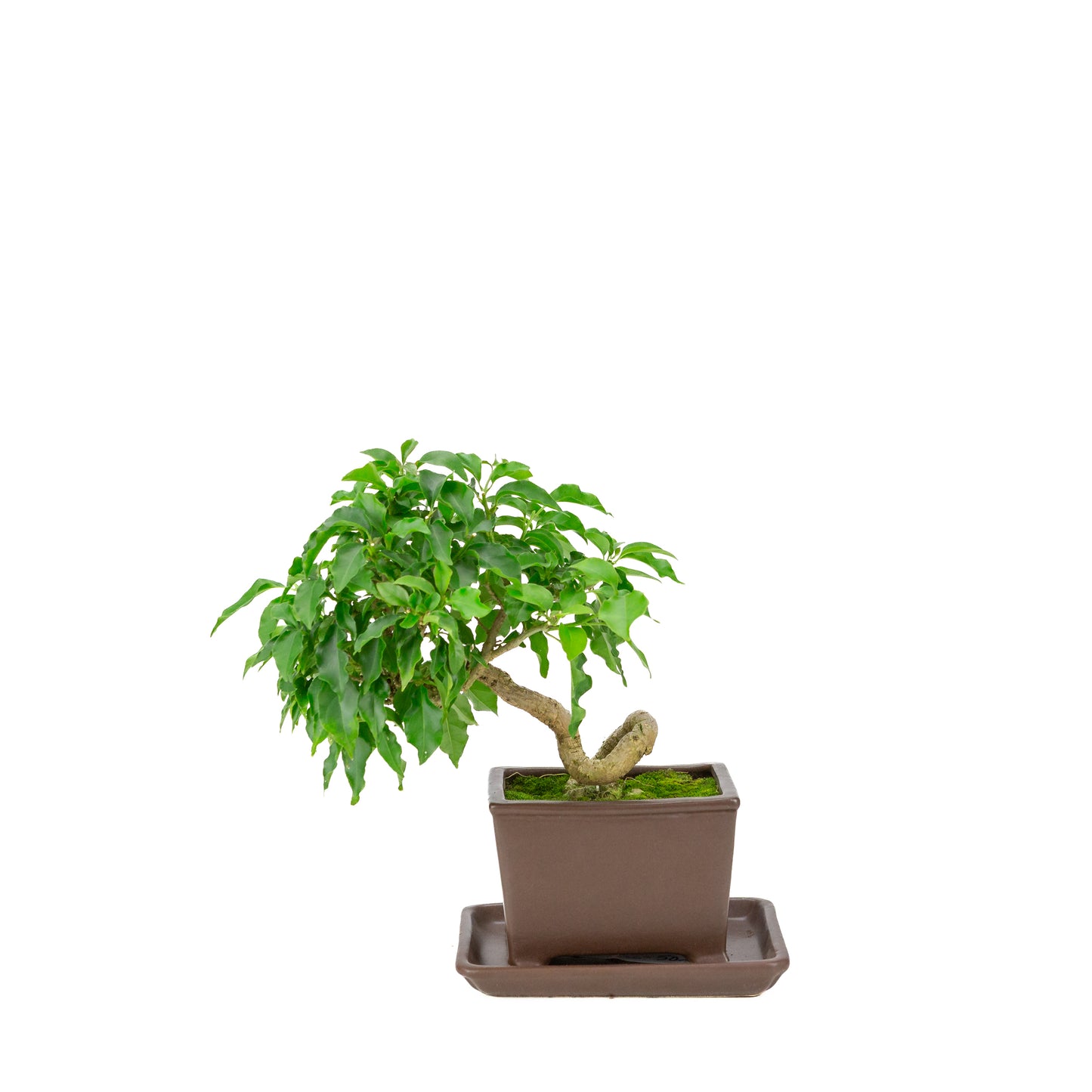 Bougainvillea glabra bruine rechthoekige pot, hoogte ~30cm