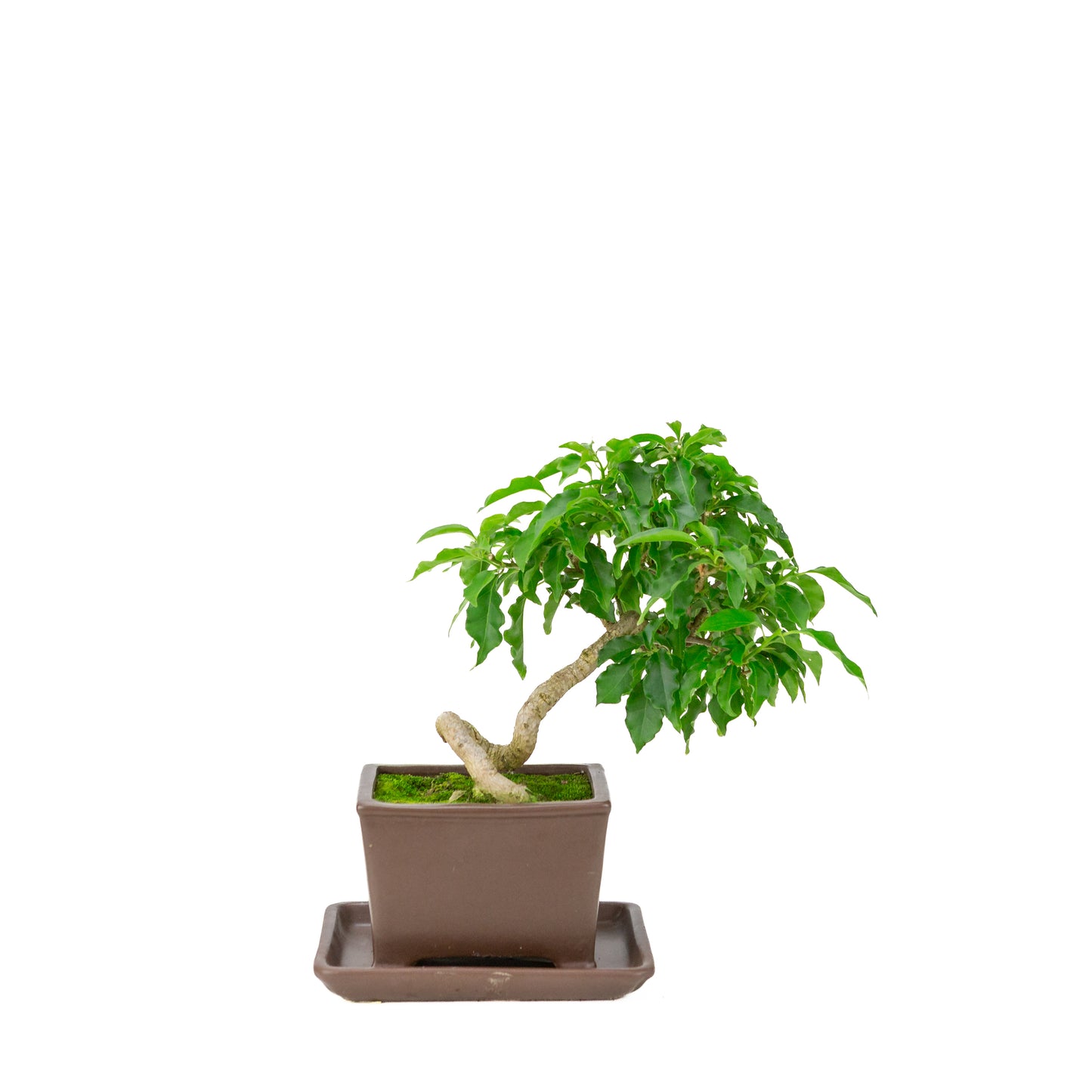 Bougainvillea glabra bruine rechthoekige pot, hoogte ~30cm