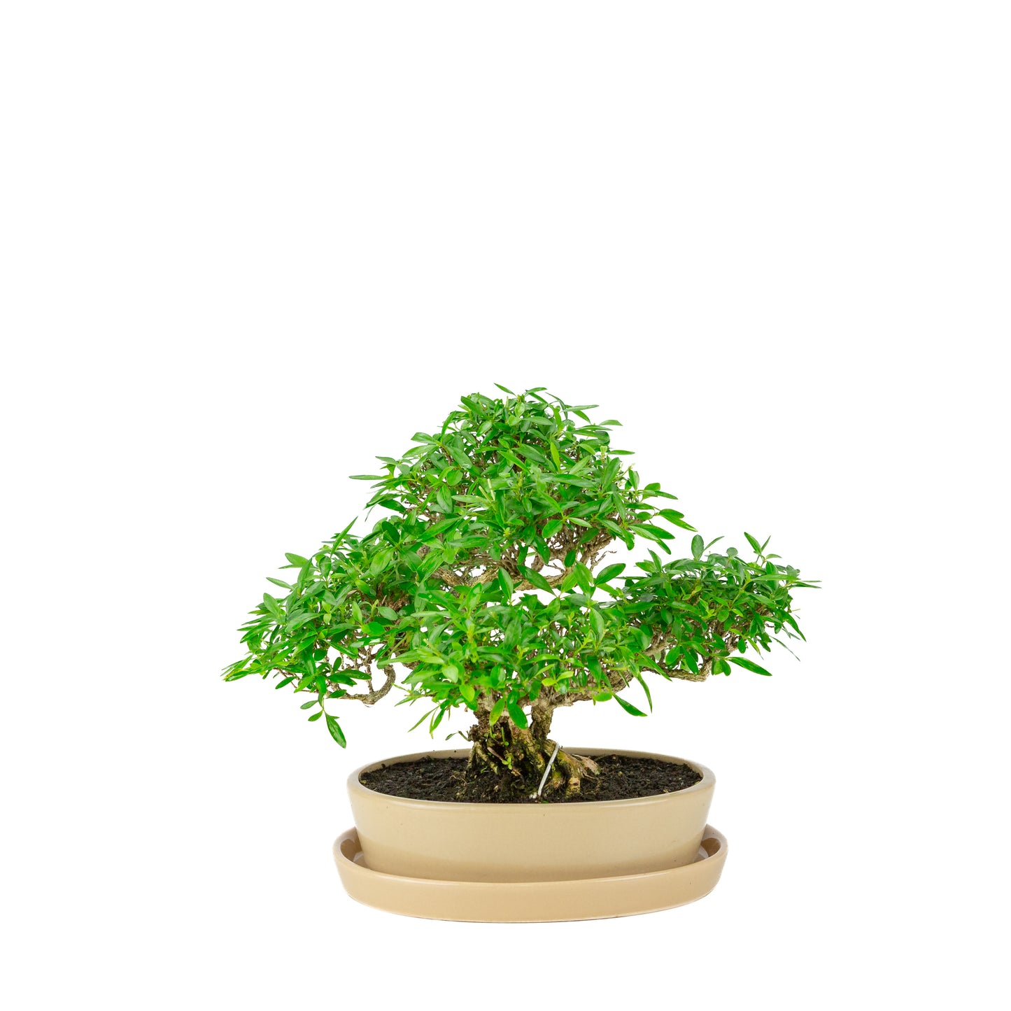 Serissa foetida (Boom van Duizend Sterren) Bonsai in crème ovale pot, hoogte ~28cm