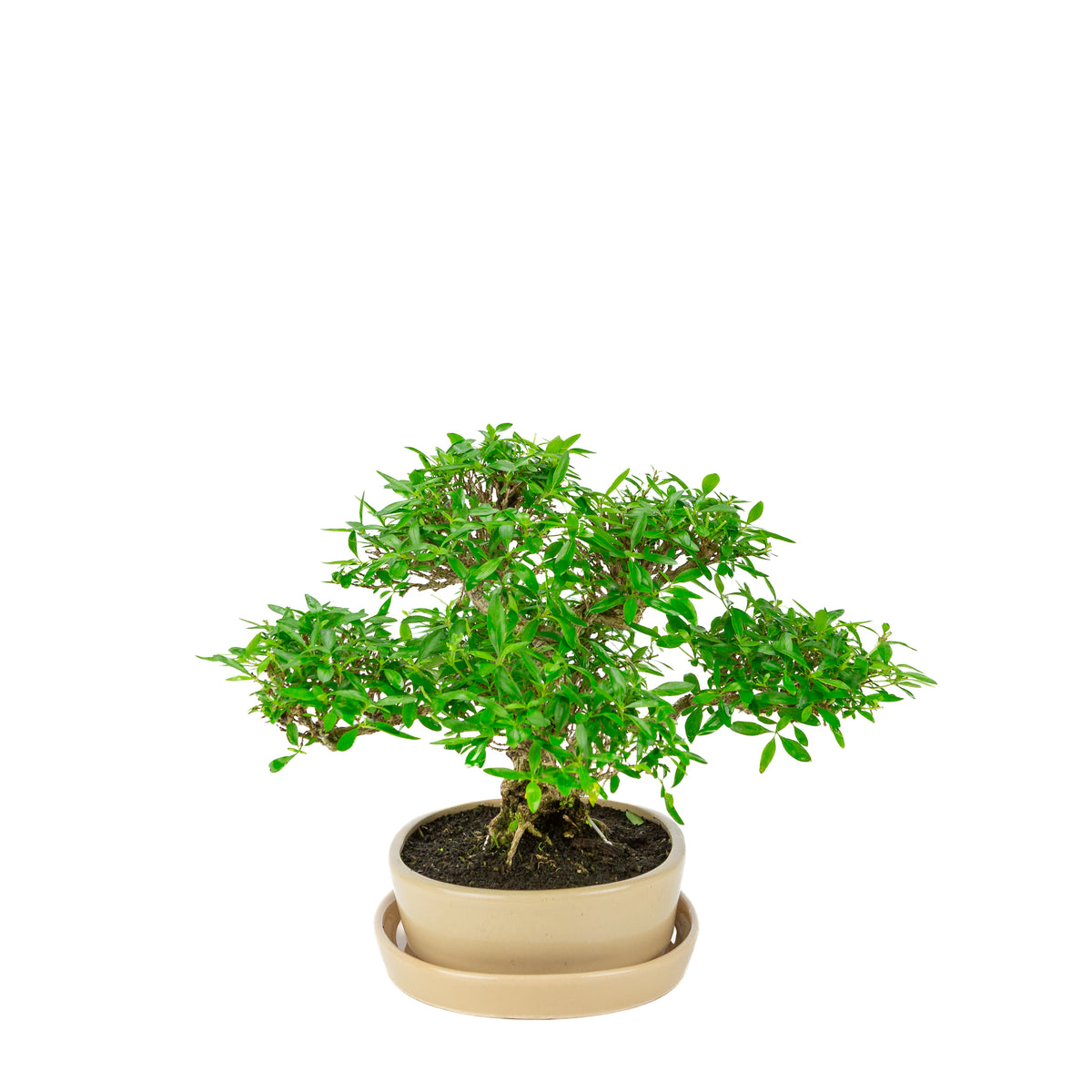 Serissa foetida (Boom van Duizend Sterren) Bonsai in crème ovale pot, hoogte ~28cm