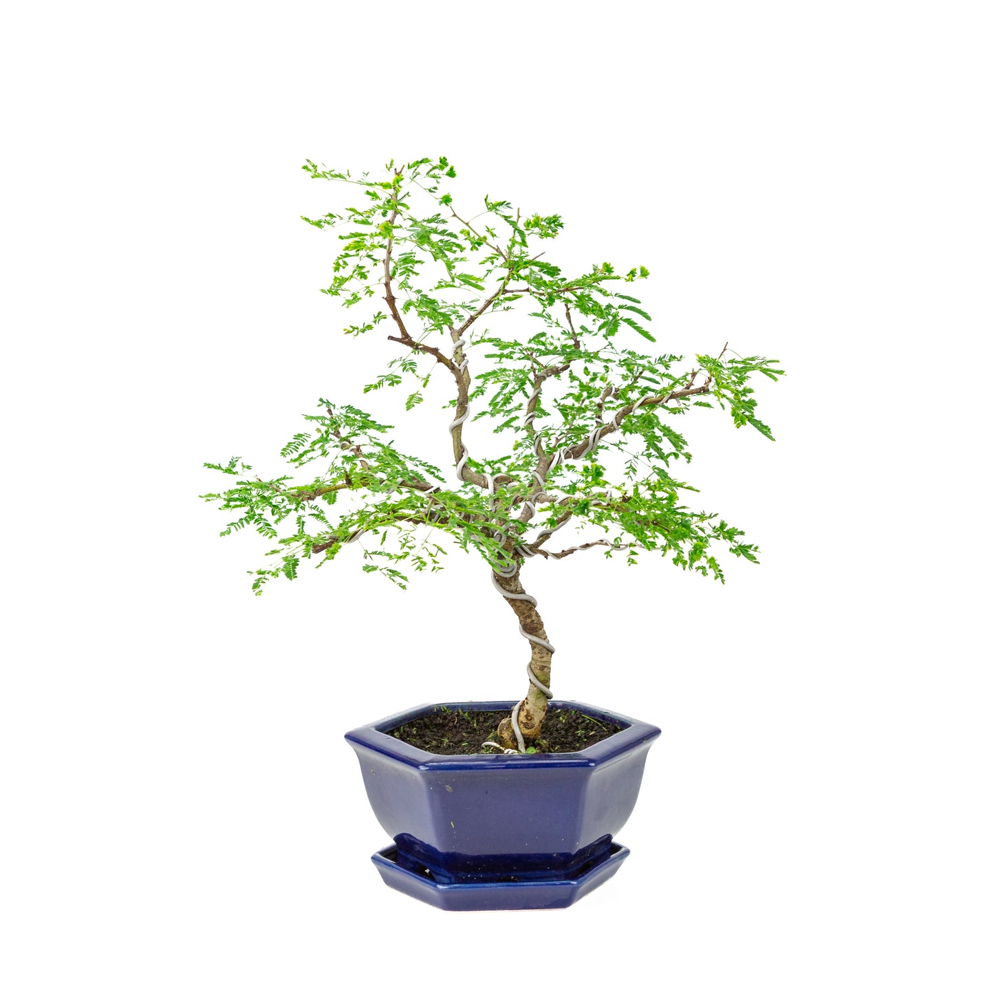 Vachellia nilotica Bonsai (Godendoring) in blauwe zeshoekige pot, hoogte ~43cm