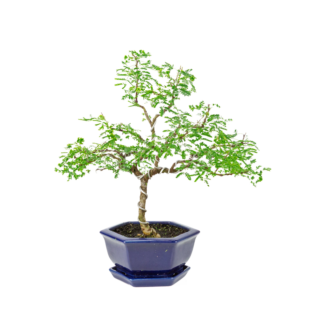 Vachellia nilotica Bonsai (Godendoring) in blauwe zeshoekige pot, hoogte ~43cm
