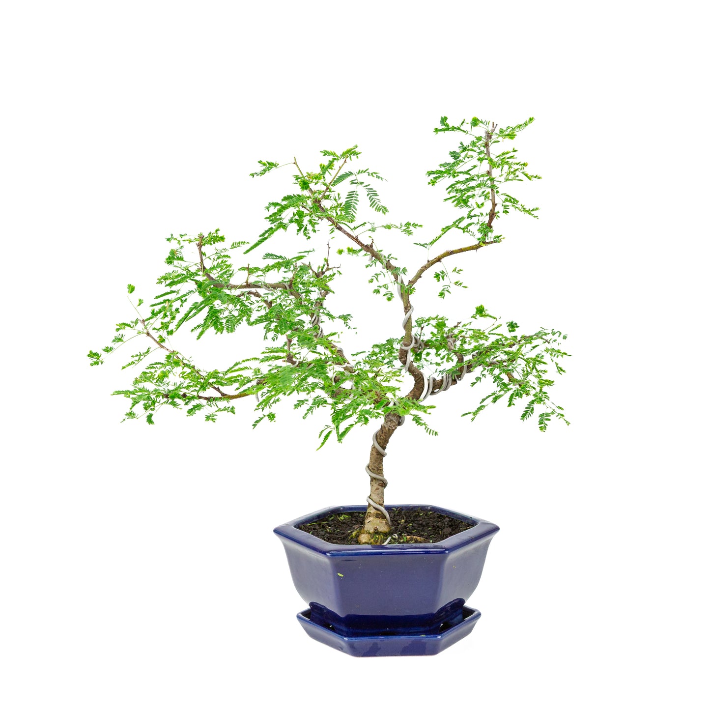 Vachellia nilotica Bonsai (Godendoring) in blauwe zeshoekige pot, hoogte ~43cm