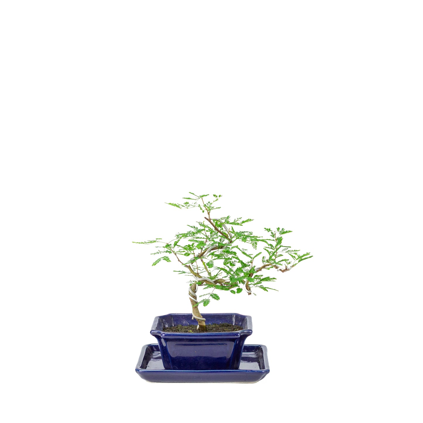 Vachellia nilotica Bonsai (Godendoring) in blauwe rechthoekige pot, hoogte ~25cm