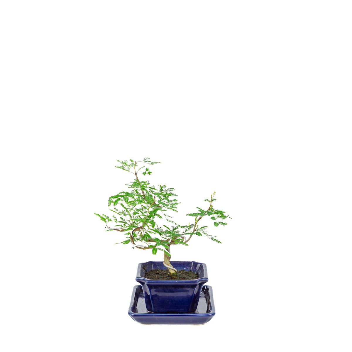Vachellia nilotica Bonsai (Godendoring) in blauwe rechthoekige pot, hoogte ~25cm