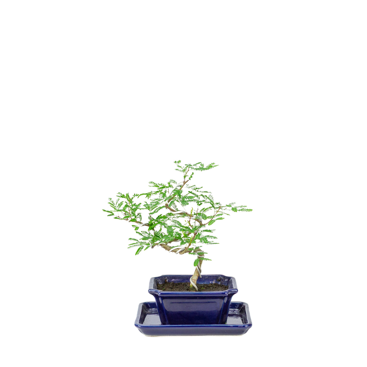 Vachellia nilotica Bonsai (Godendoring) in blauwe rechthoekige pot, hoogte ~25cm
