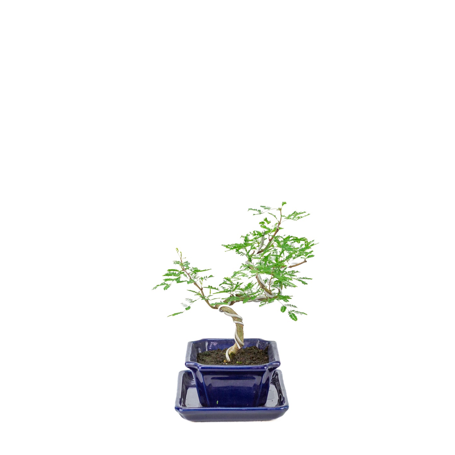 Vachellia nilotica Bonsai (Godendoring) in blauwe rechthoekige pot, hoogte ~25cm