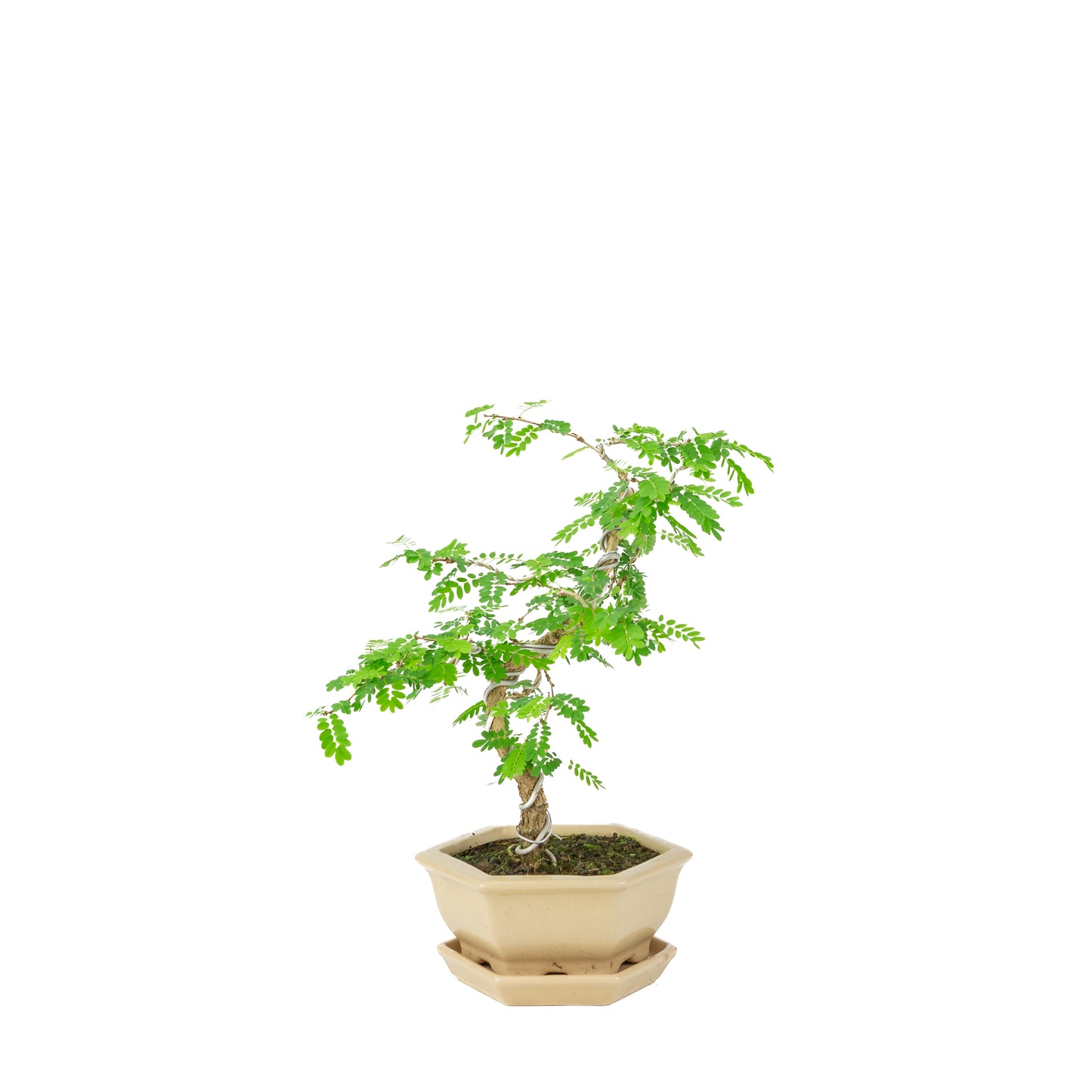 Sesbania Bonsai in crème zeshoekige pot, hoogte ~32cm