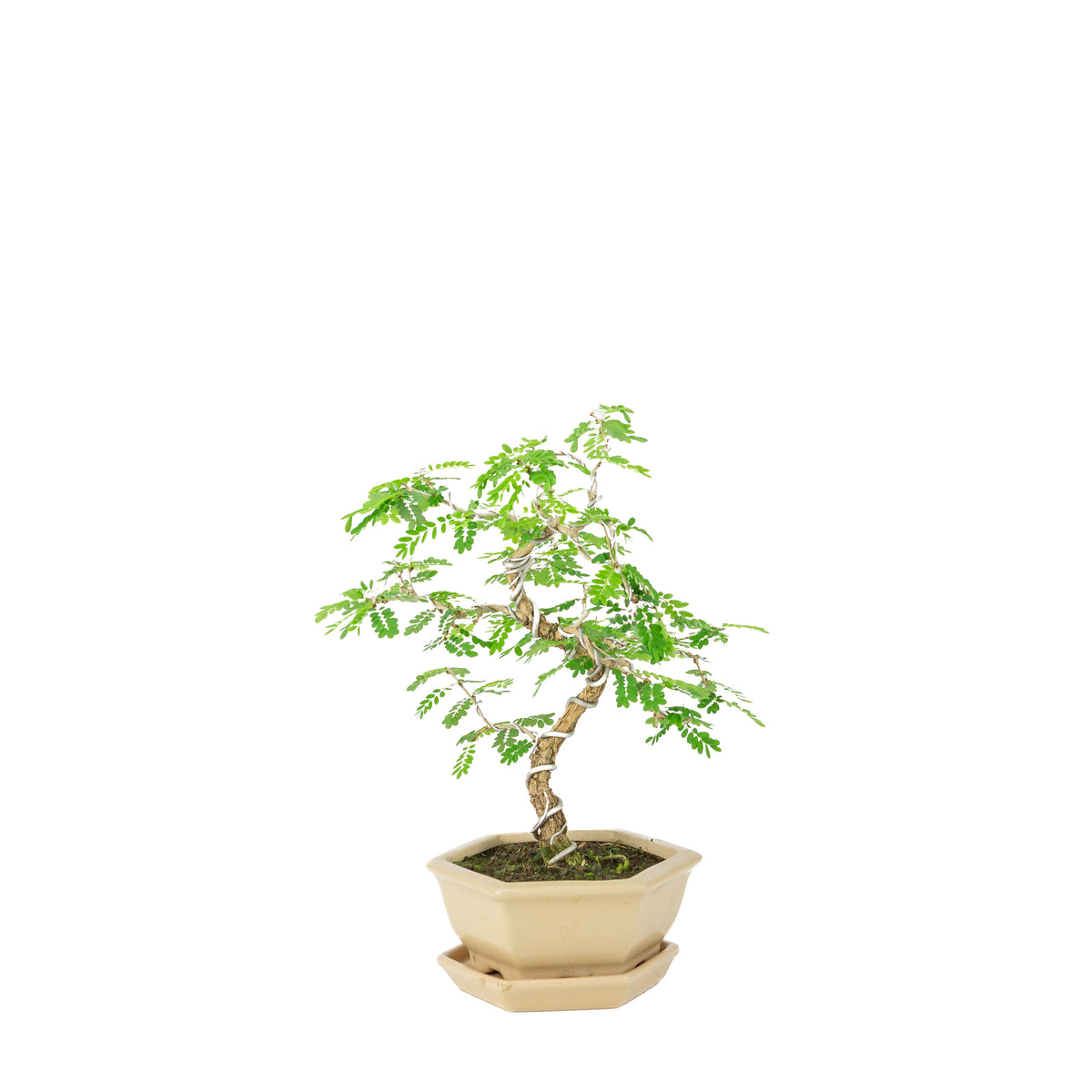 Sesbania Bonsai in crème zeshoekige pot, hoogte ~32cm