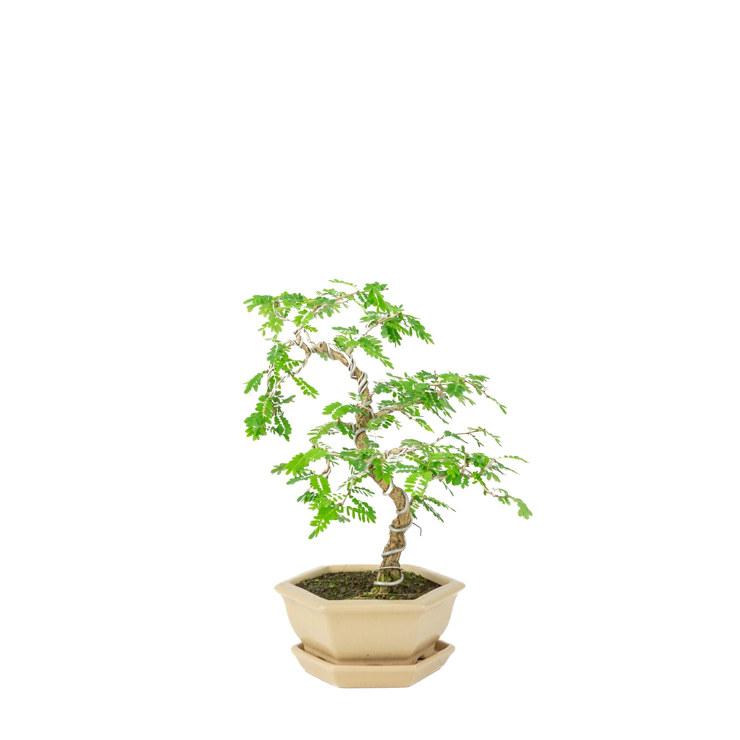 Sesbania Bonsai in crème zeshoekige pot, hoogte ~32cm