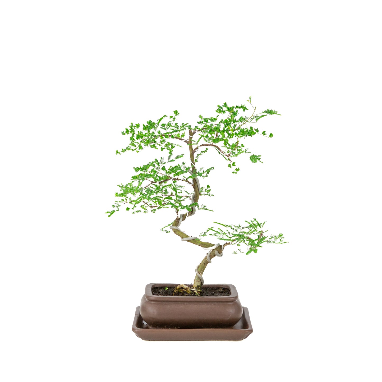 Vachellia nilotica Bonsai (Godendoring) in bruine rechthoekige pot, hoogte ~37cm