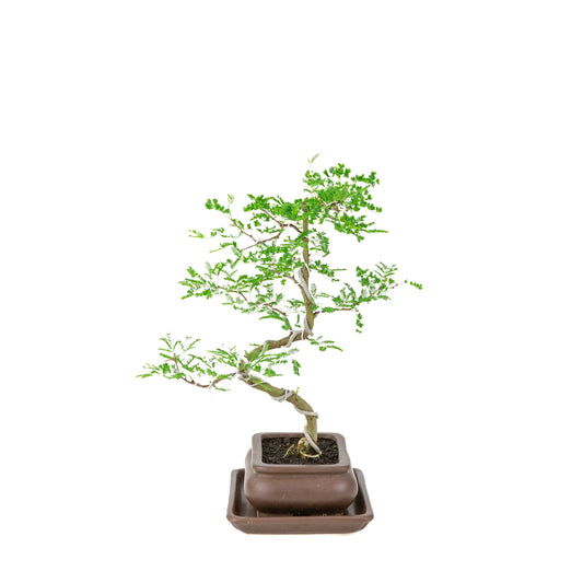 Bonsaï Vachellia nilotica (Godendoring) en pot rectangulaire marron, hauteur ~37cm