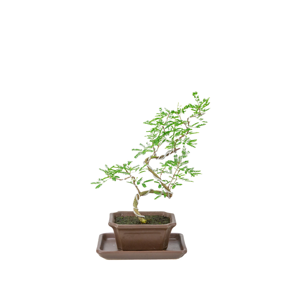 Vachellia nilotica Bonsai (Godendoring) in bruine rechthoekige pot, hoogte ~28cm