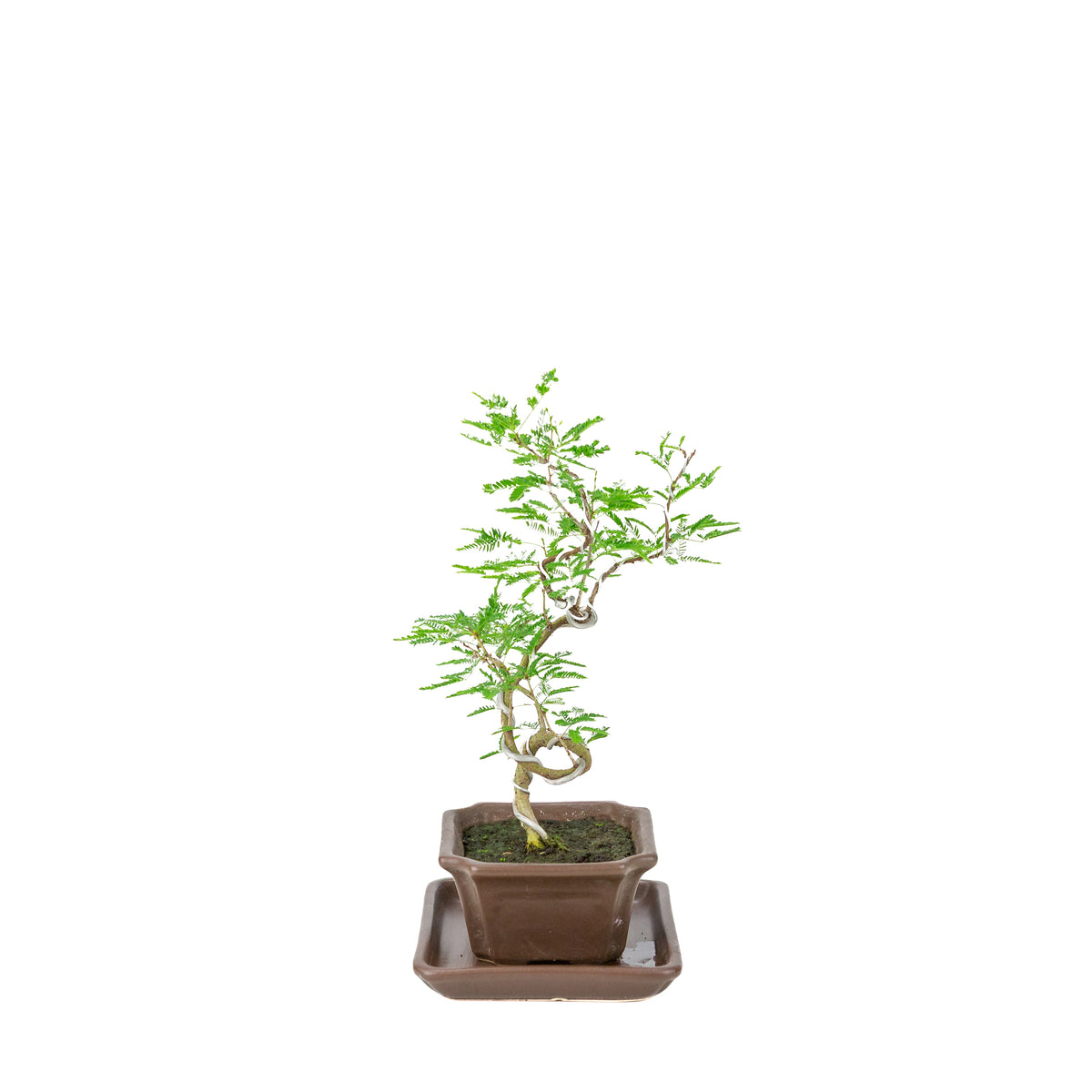 Vachellia nilotica Bonsai (Godendoring) in bruine rechthoekige pot, hoogte ~28cm