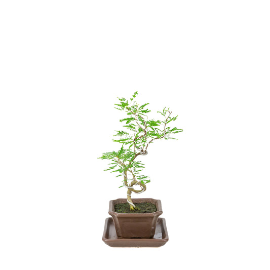 Vachellia nilotica Bonsaï (Gommier rouge) en pot rectangulaire marron, hauteur ~28cm