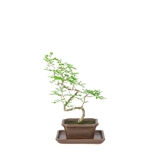 Vachellia nilotica Bonsaï (Gommier rouge) en pot rectangulaire marron, hauteur ~28cm