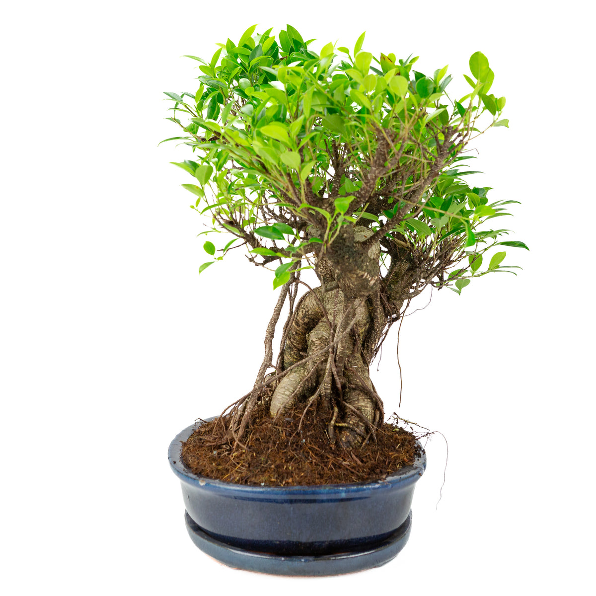 Ficus retusa Bonsai in blauwe ovale pot, hoogte ~52cm