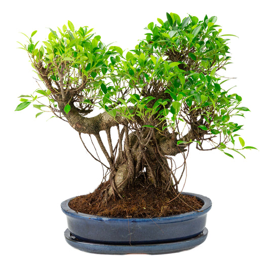 Ficus retusa Bonsaï en pot ovale bleue, hauteur ~52cm