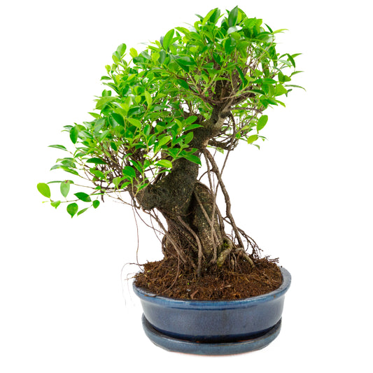 Ficus retusa Bonsaï en pot ovale bleue, hauteur ~52cm