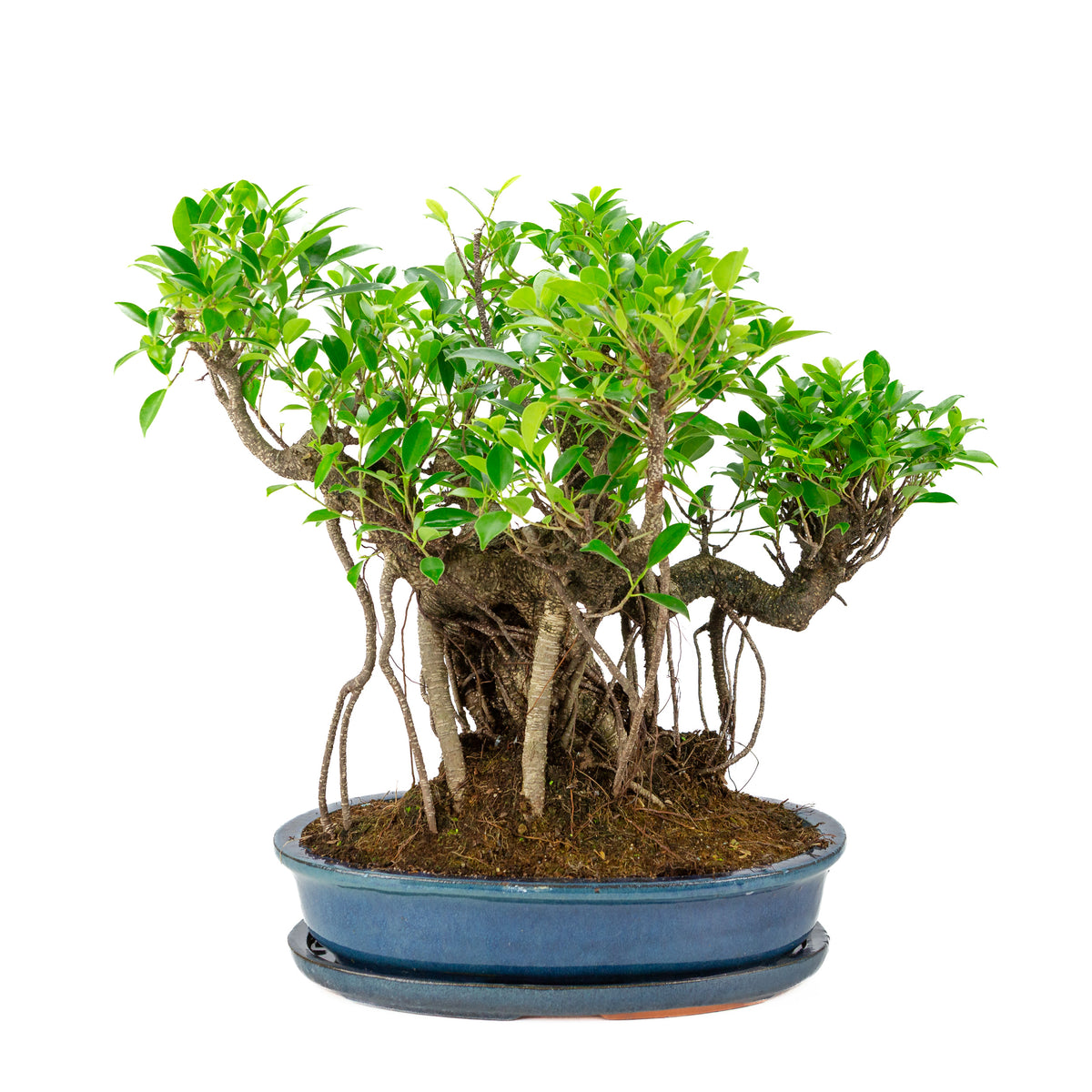 Ficus retusa Bonsai in blauwe ovale pot, hoogte ~47cm