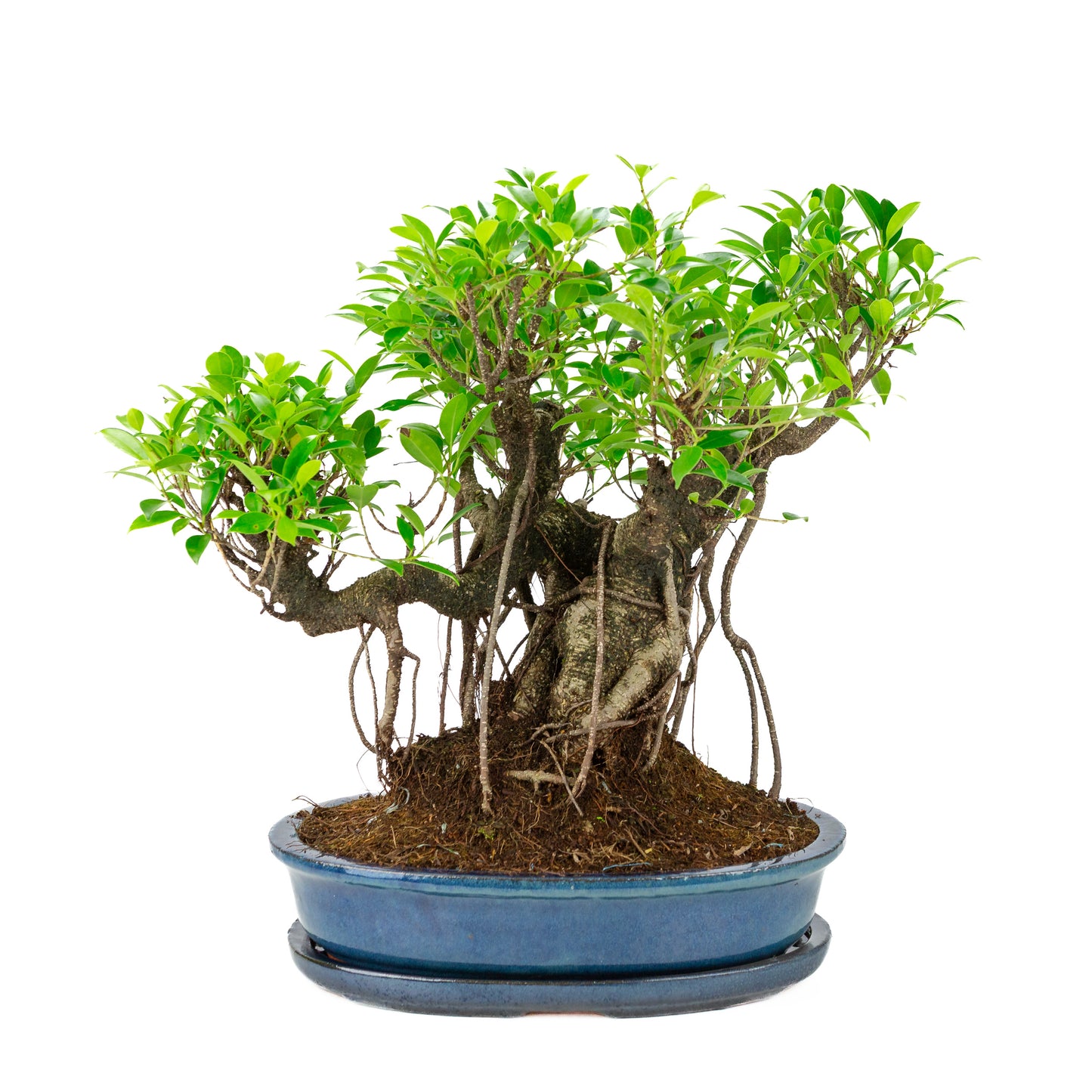 Ficus retusa Bonsai in blauwe ovale pot, hoogte ~47cm