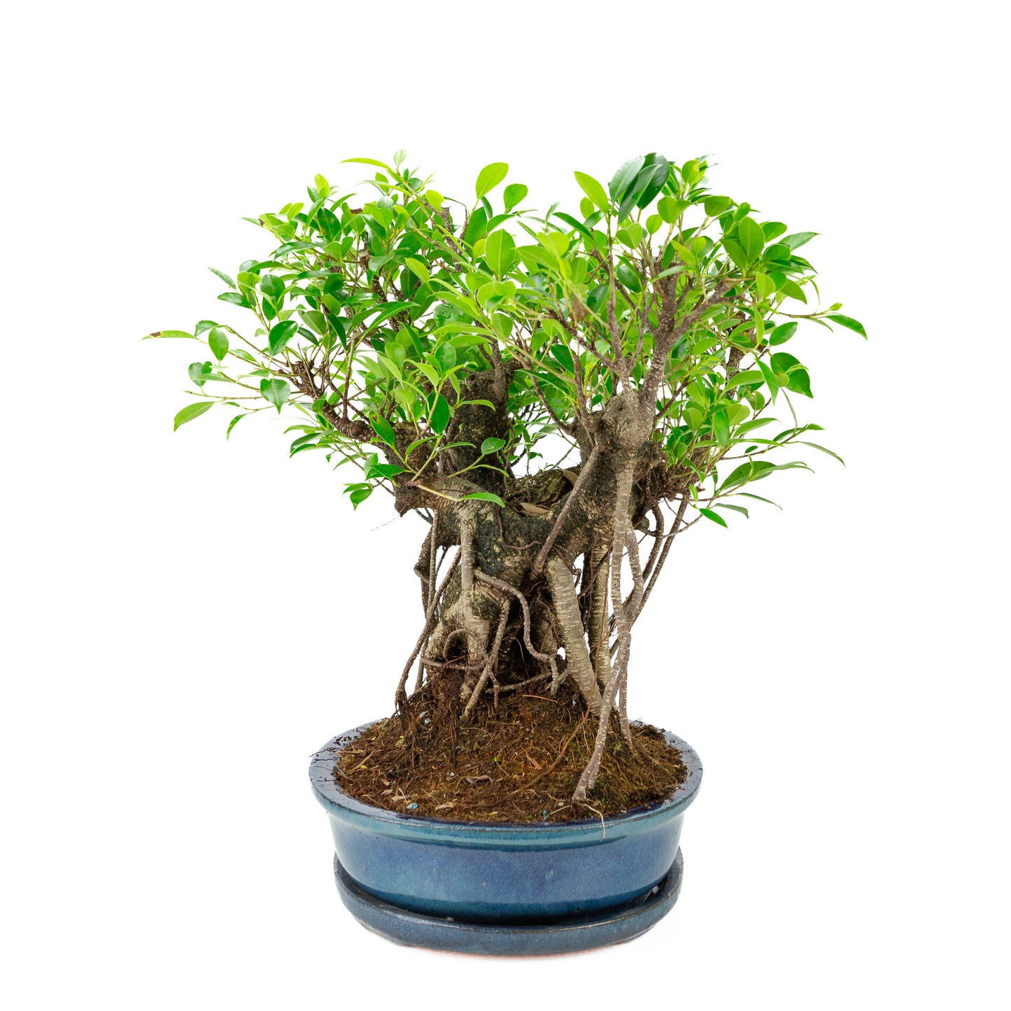 Ficus retusa Bonsai in blauwe ovale pot, hoogte ~47cm