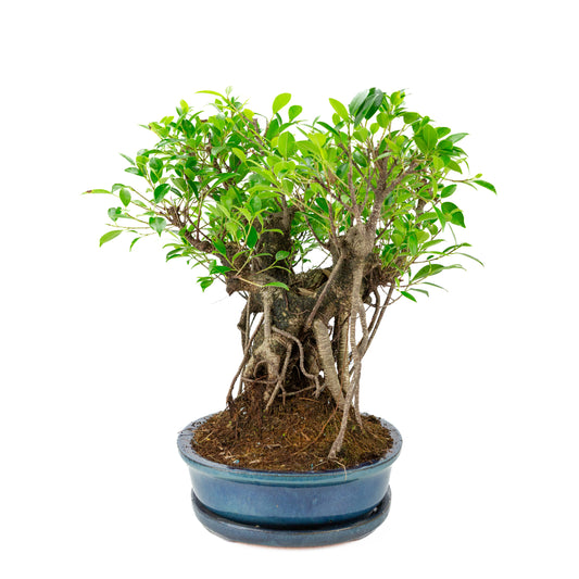 Bonsaï Ficus retusa en pot ovale bleue, hauteur ~47cm