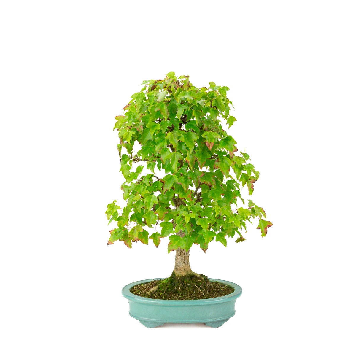 Acer buergerianum (Érable à trois dents) pot ovale vert, hauteur ~40 cm