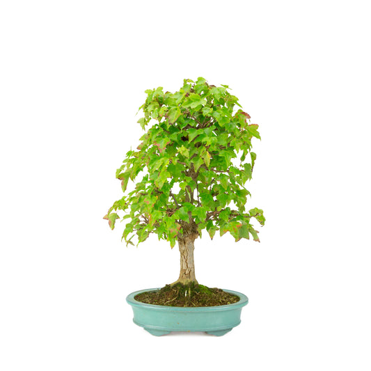 Acer buergerianum (Érable à trois dents) pot ovale vert, hauteur ~40 cm