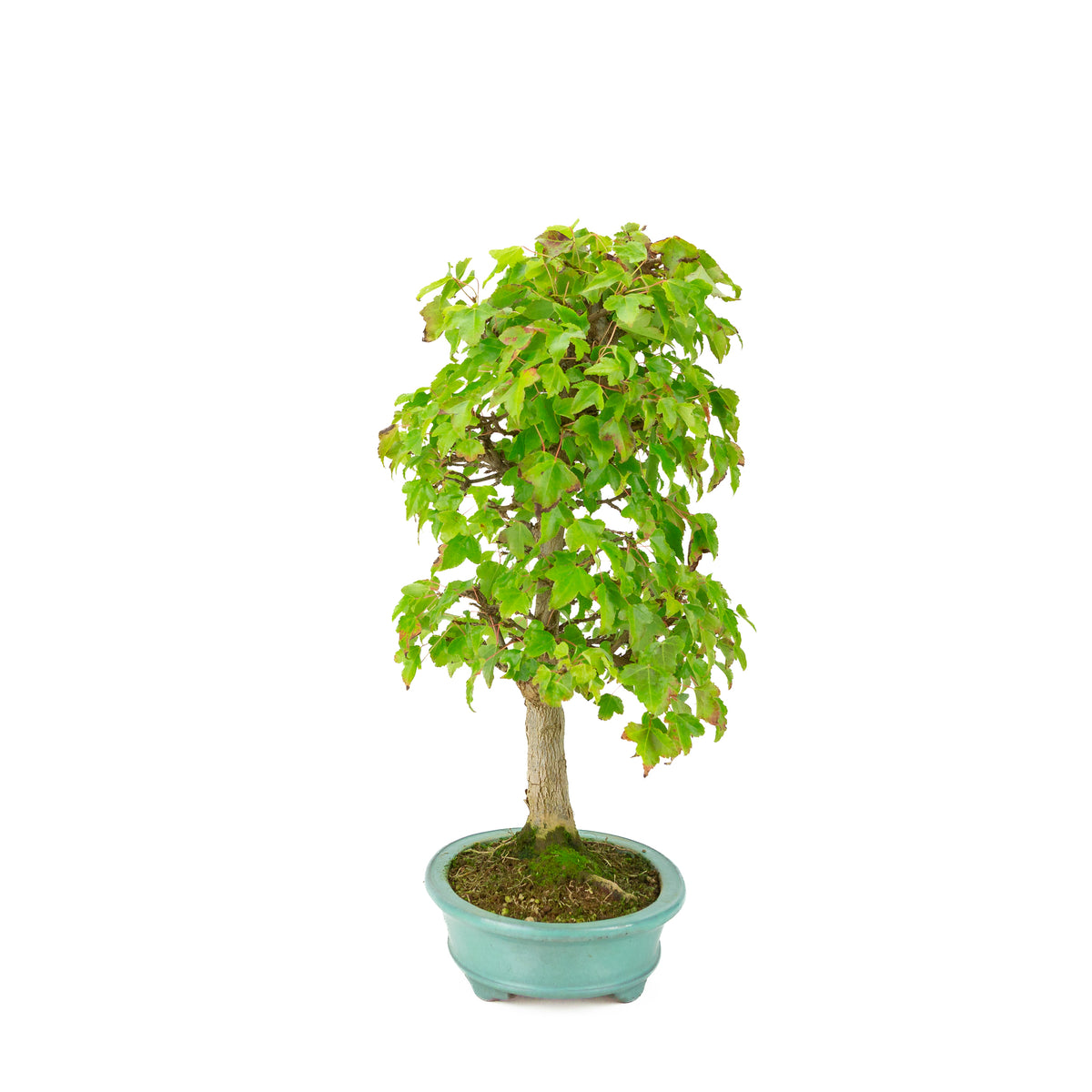 Acer buergerianum (Érable à trois dents) pot ovale vert, hauteur ~40 cm