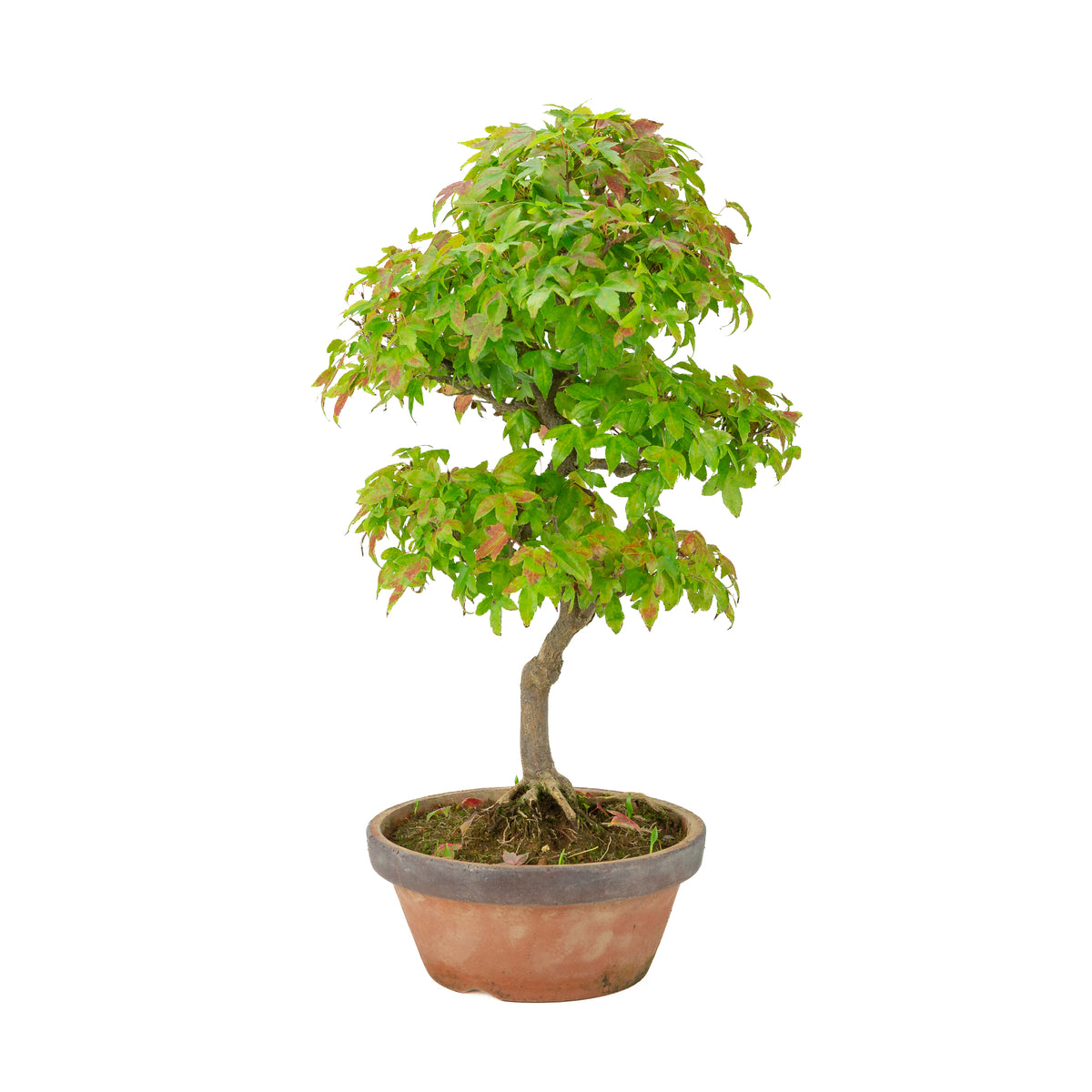 Acer buergerianum (Érable de Burger) pot en terre cuite, hauteur ~46 cm