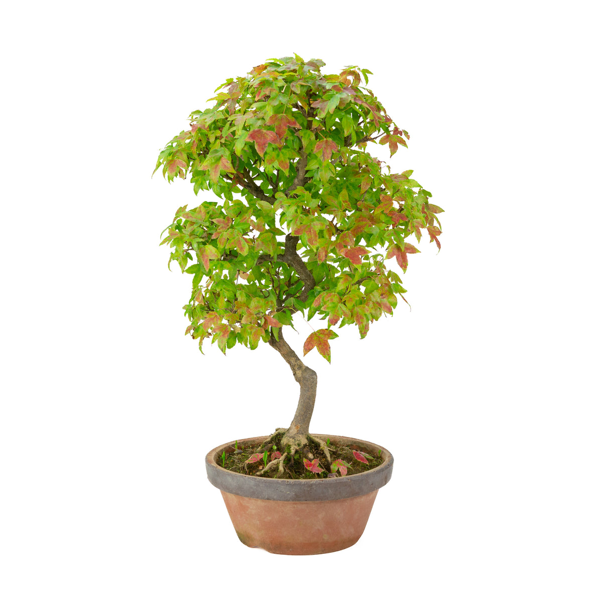 Acer buergerianum (Érable de Burger) pot en terre cuite, hauteur ~46 cm