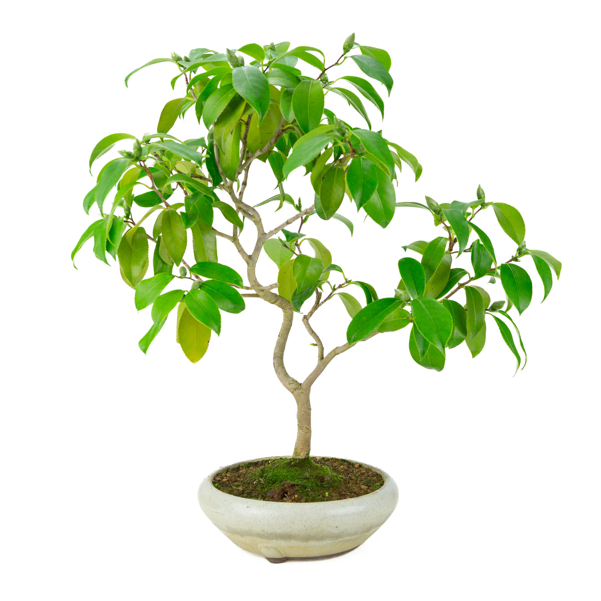 Camellia japonica (Rose du Japon) dans un pot rond crème, hauteur ~49cm