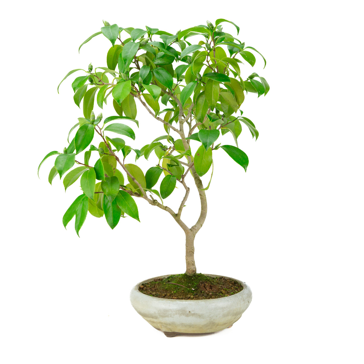 Camellia japonica (Rose du Japon) dans un pot rond crème, hauteur ~49cm