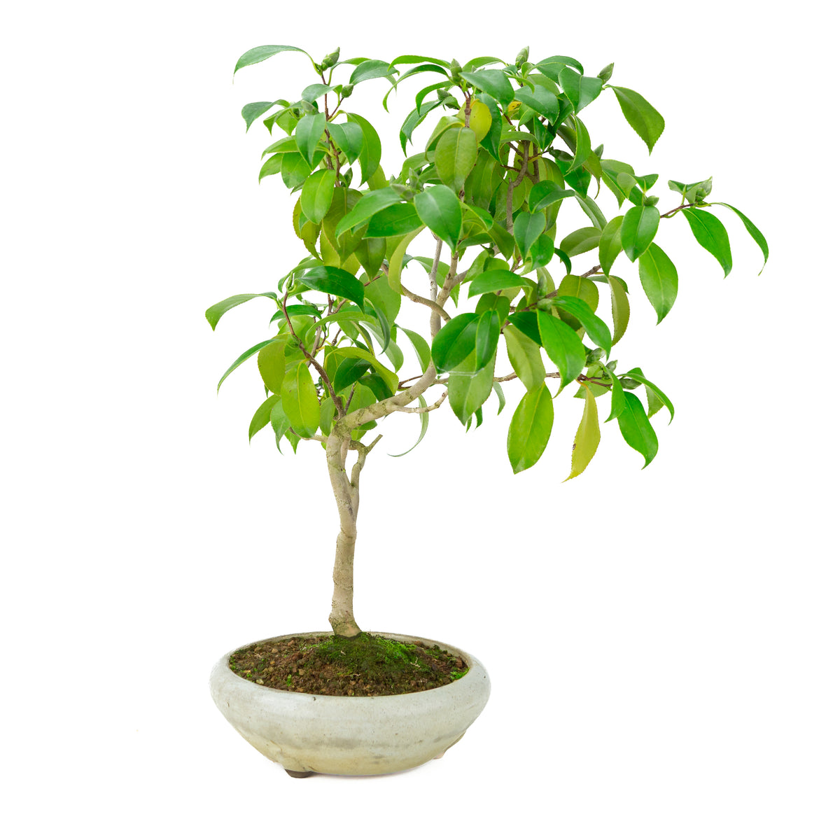Camellia japonica (Rose du Japon) dans un pot rond crème, hauteur ~49cm