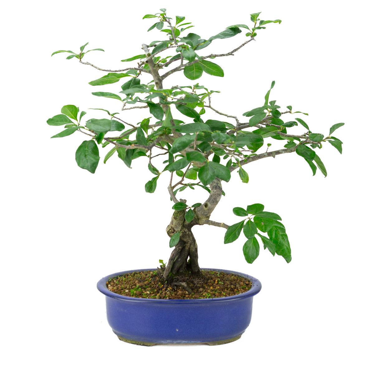 Diospyros kaki (Plaqueminier) pot ovale bleue, hauteur ~51 cm