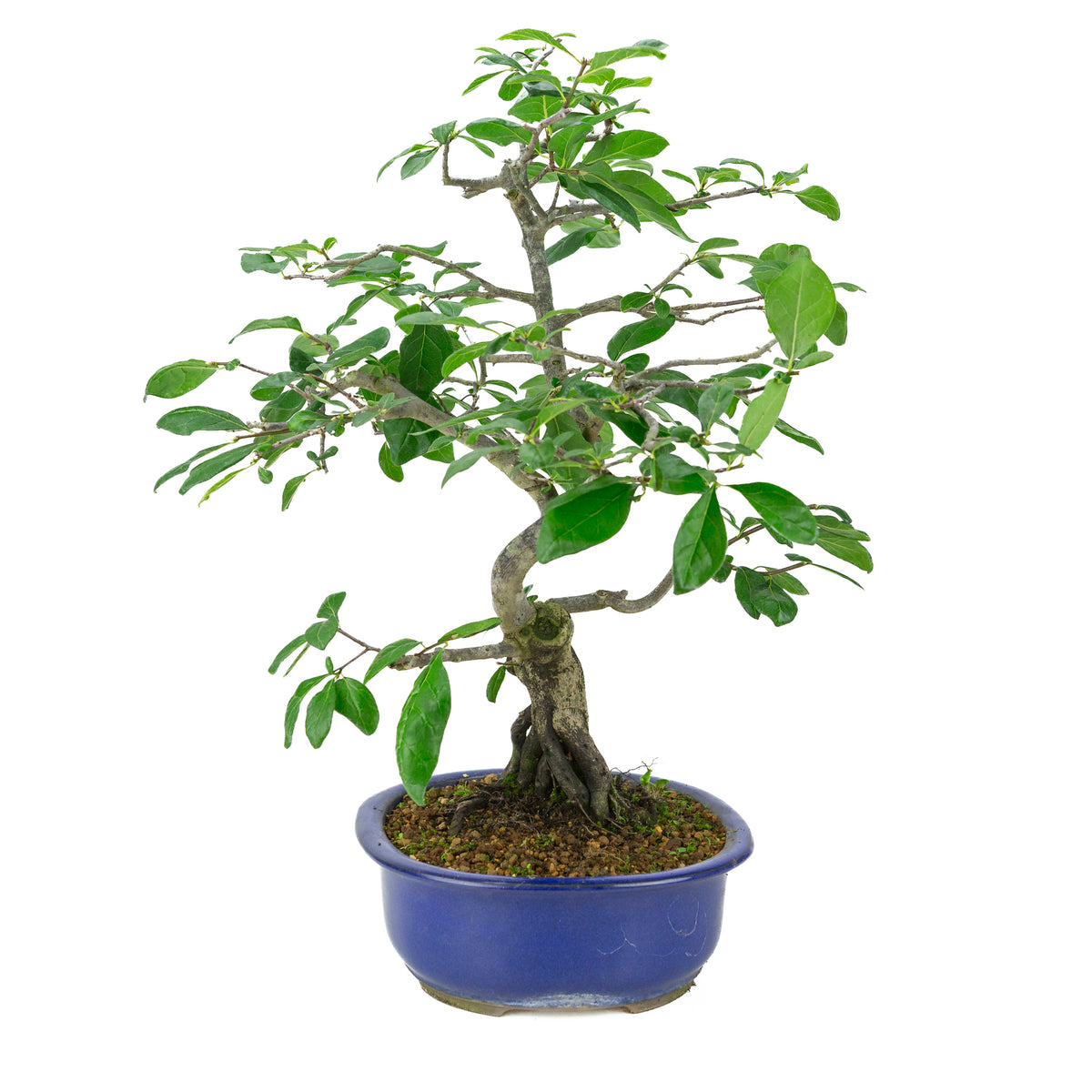 Diospyros kaki (Plaqueminier) pot ovale bleue, hauteur ~51 cm