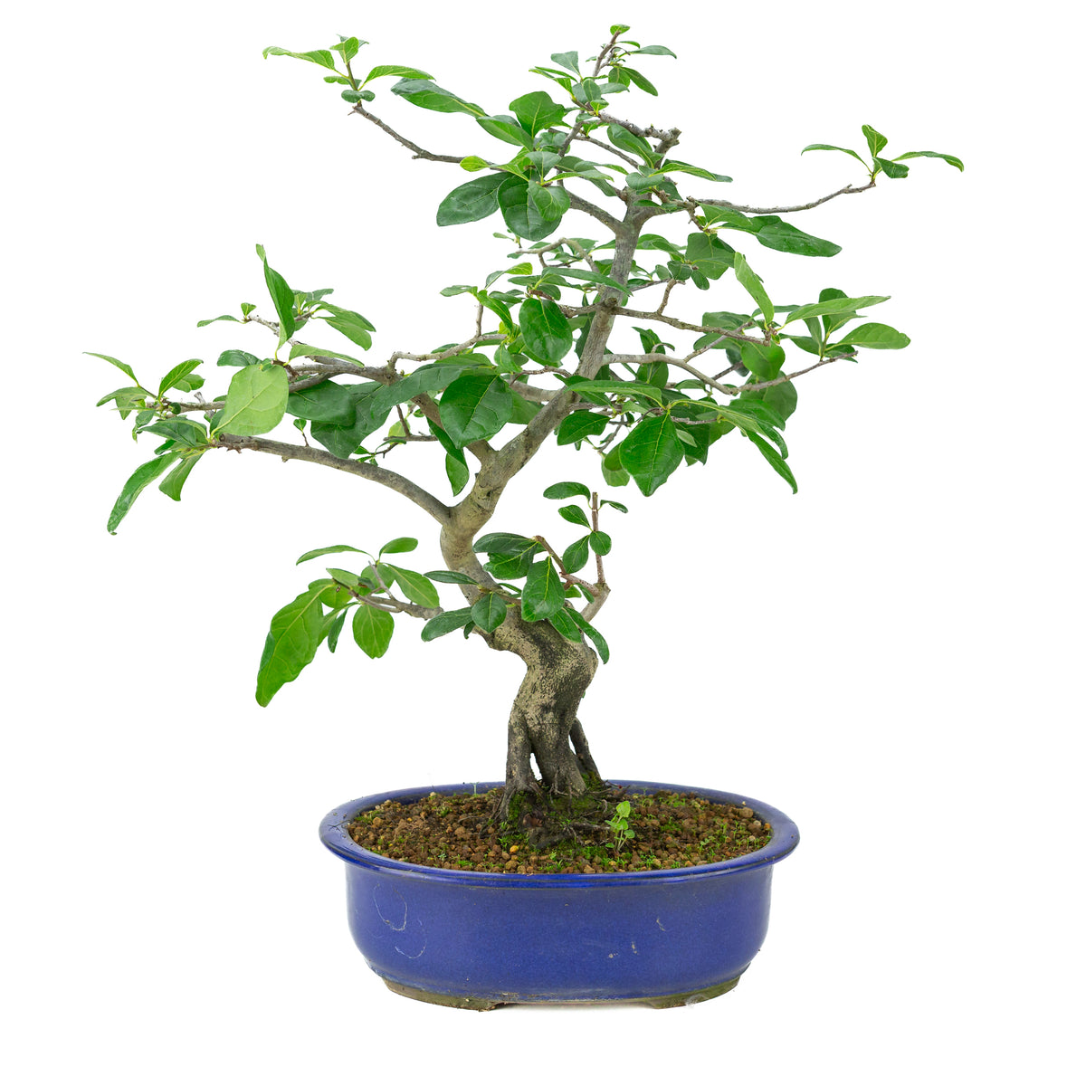 Diospyros kaki (Plaqueminier) pot ovale bleue, hauteur ~51 cm