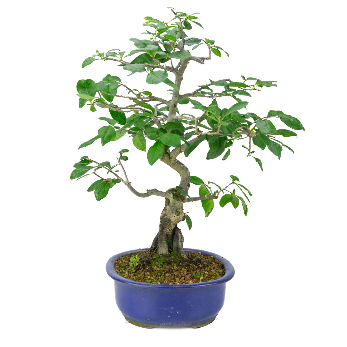 Diospyros kaki (Plaqueminier) pot ovale bleue, hauteur ~51 cm