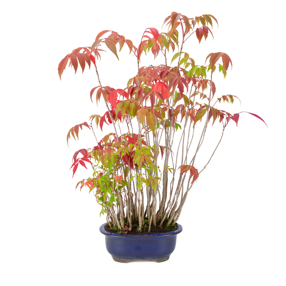 Rhus succedanea (Rhus verniciflua) pot ovale bleu, hauteur ~47cm